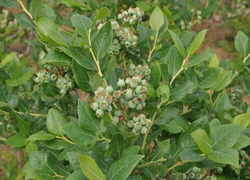 蓝莓几月份种植合适