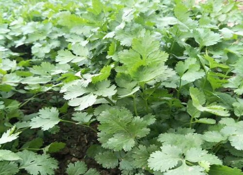 香菜几月份种植合适