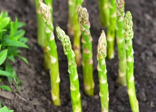 芦笋几月份种植合适