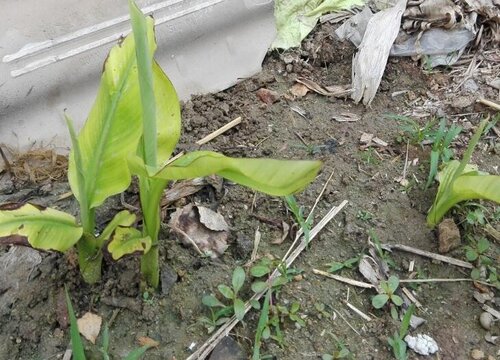 香蕉树几月份种植合适