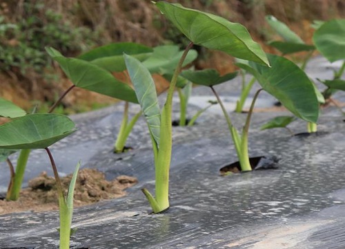 芋头几月份种植合适