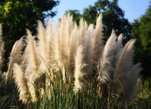 芦苇生长环境条件及特点