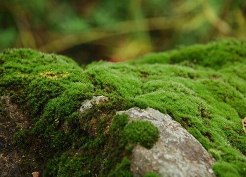 青苔生长环境条件及特点