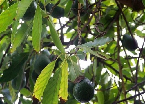 牛油果生长环境条件及特点