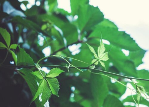 爬山虎生长环境条件及特点