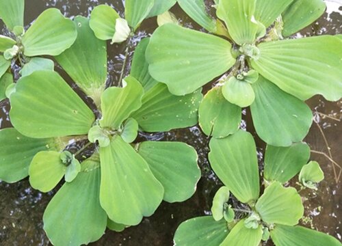 水培水芙蓉怎么养护