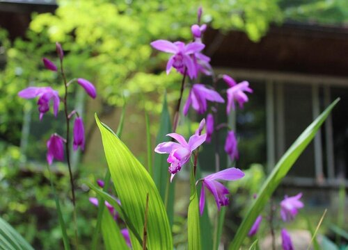 白芨生长环境条件及特点