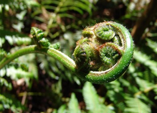 蕨类植物生长环境条件及特点