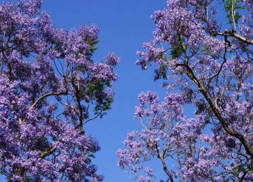 蓝花楹生长环境条件及特点