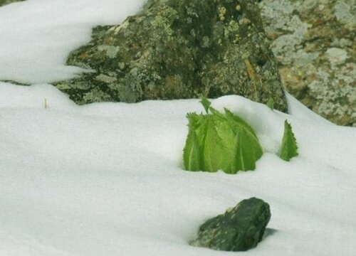 天山雪莲生长环境条件及特点