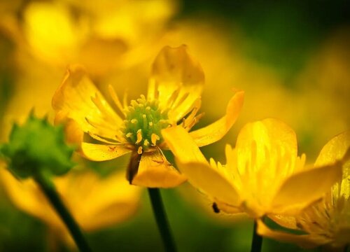 迎春花怎么浇水方法