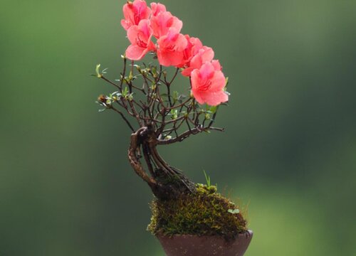 杜鹃花盆景栽培技术