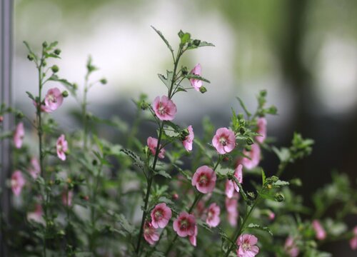 木槿花喜阴还是喜阳