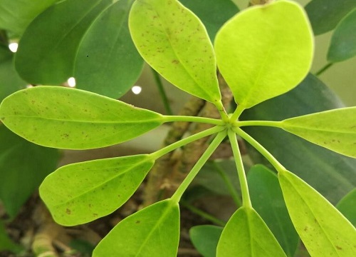 鸭掌木怎么浇水方法