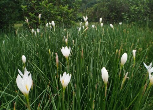 兰花草怎么浇水方法