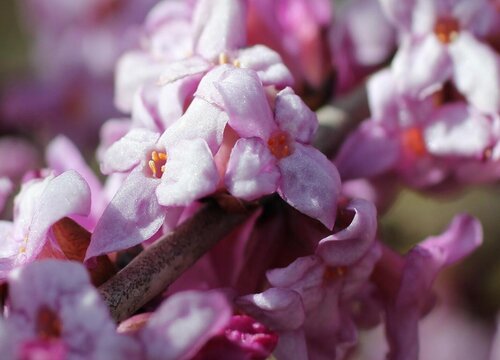 瑞香花喜阴还是喜阳