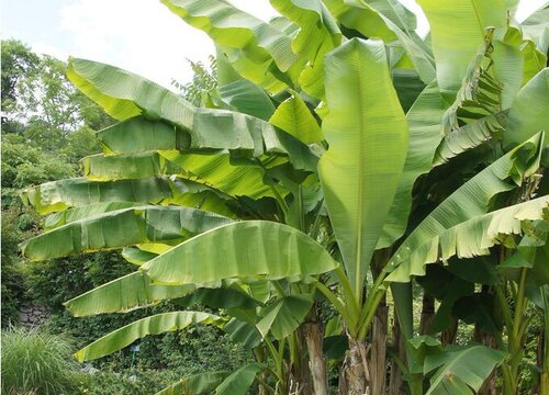 芭蕉喜阴还是喜阳