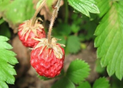 草莓怎么繁殖方法和注意事项