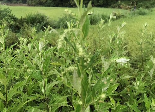 艾草怎么繁殖方法和注意事项