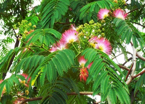 芙蓉树怎么繁殖方法和注意事项