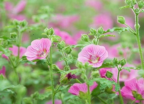 木槿花的养殖方法和注意事项有哪些