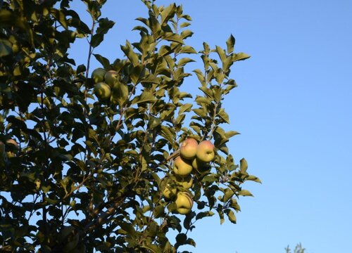 苹果树施什么肥好