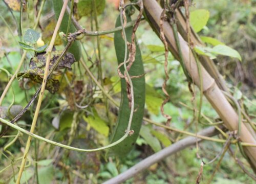 刀豆什么季节种植合适