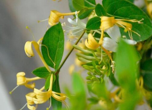 金银花什么季节种植合适