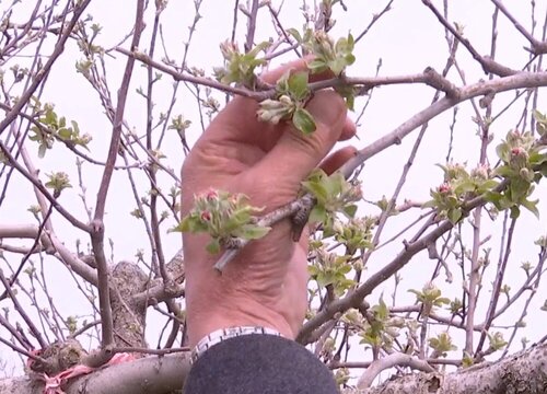 苹果盆栽怎么修剪方法