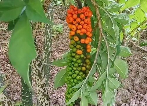 魔芋什么季节种植合适