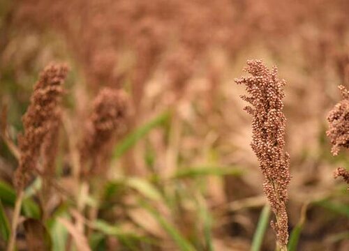 高粱什么季节种植合适