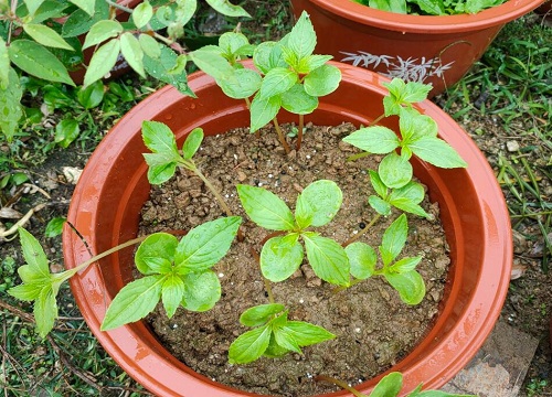 指甲花什么季节种植好