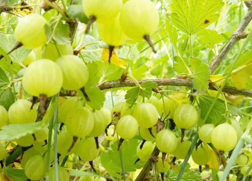 灯笼果什么季节种植合适