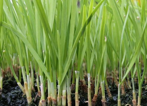 韮菜什么季节种植合适