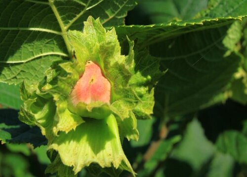 榛子树什么季节种植合适