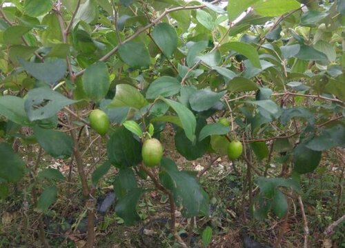 青枣什么季节种植合适