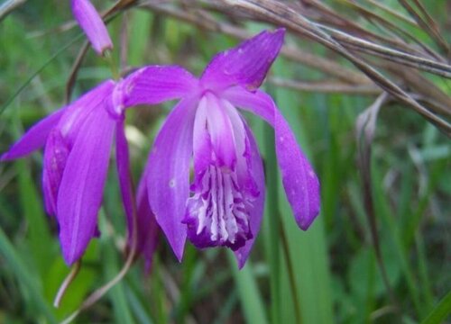 白芨什么季节种植合适