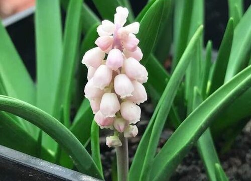 风信子什么季节种植好