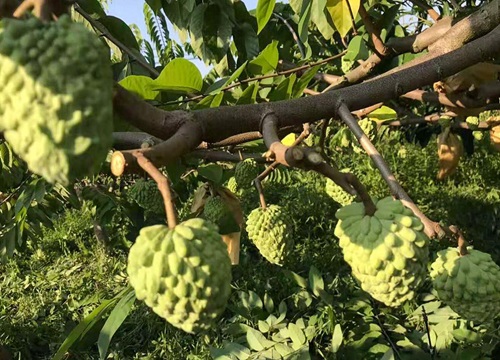 释迦果什么季节种植合适