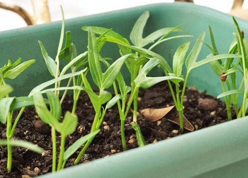 空心菜什么季节种植合适