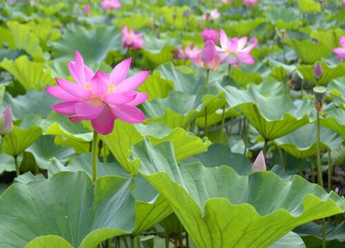 荷花的生长环境及生长地方条件