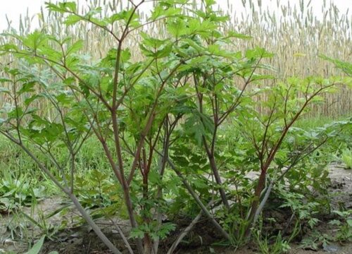 黄芪的生长环境及生长地方条件