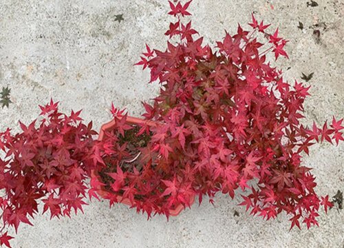 枫树的生长环境及生长地方条件