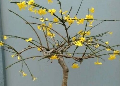 迎春花的生长环境及生长地方条件