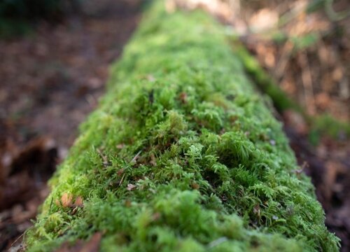 苔藓可以种兰花吗