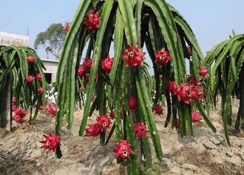 火龙果的生长环境及生长地方条件