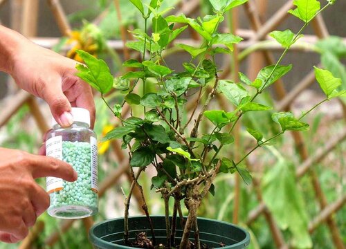 茉莉花施什么肥好