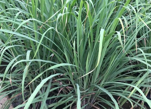 香茅的生长环境及生长地方条件