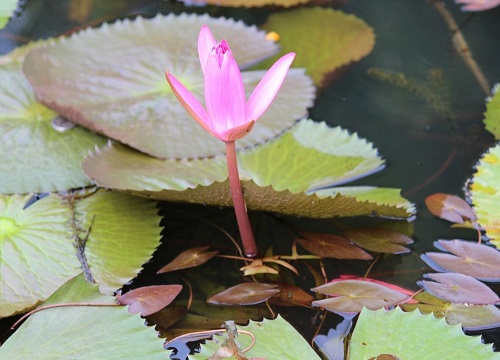 莲花的生长环境及生长地方条件