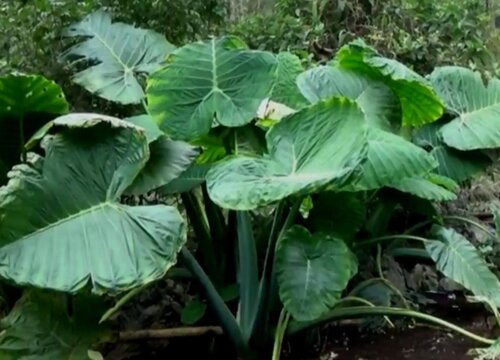 芋头的生长环境及生长地方条件